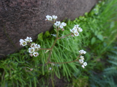 Micranthes californica