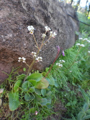 Micranthes californica