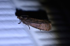 Cryptaspasma querula