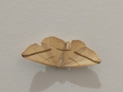 Lepidoptera