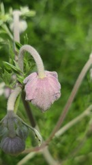 Clematis villosa stanleyi