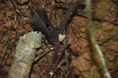 Lepidoptera