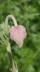 Clematis villosa stanleyi