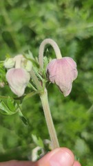 Clematis villosa stanleyi
