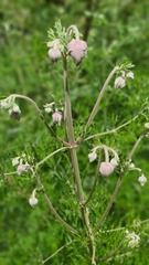 Clematis villosa stanleyi