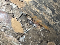 Clinotarsus curtipes