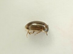 Enochrus