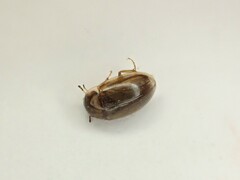 Enochrus
