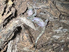 Cnemaspis goaensis