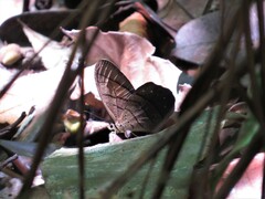 Pierella lamia chalybaea