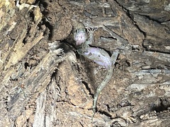 Cnemaspis goaensis
