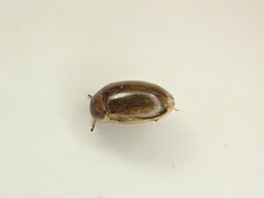 Enochrus