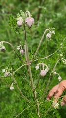 Clematis villosa stanleyi