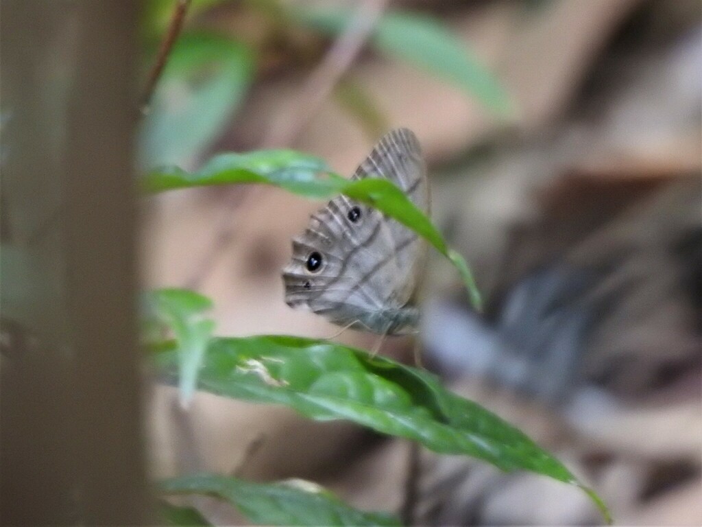 Cisandina esmeralda