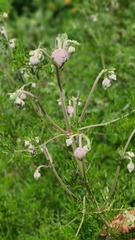 Clematis villosa stanleyi