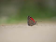 Diaethria clymena