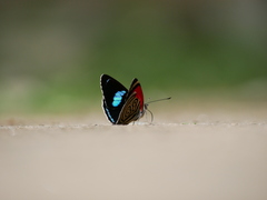 Diaethria clymena