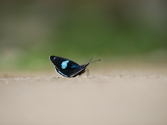 Diaethria clymena