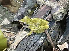 Pseudophilautus amboli