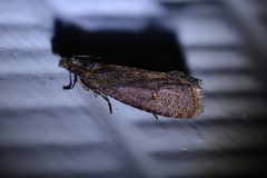 Cryptaspasma querula