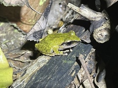 Pseudophilautus amboli