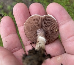 Agaricus micromegethus