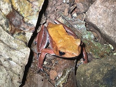 Clinotarsus curtipes