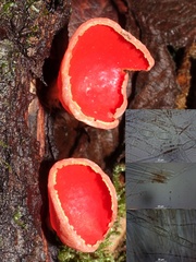 Sarcoscypha coccinea