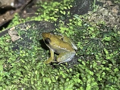 Micrixalus niluvasei