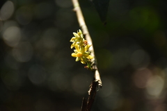Gomphia serrata