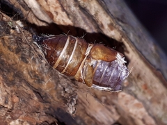 Lymantria dispar