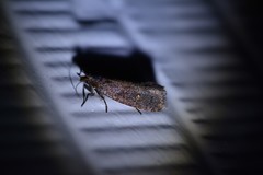 Cryptaspasma querula