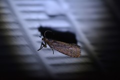 Cryptaspasma querula