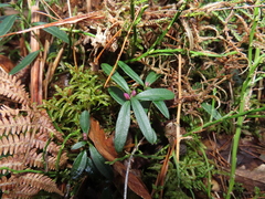Polygaloides chamaebuxus