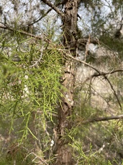 Juniperus ashei