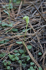 Pterostylis trullifolia