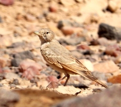 Ammomanes deserti