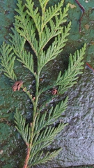 Thuja plicata