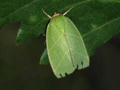 Bena bicolorana
