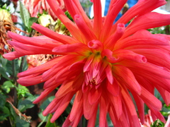 Dahlia cultorum