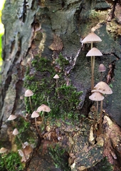 Mycena pseudocorticola