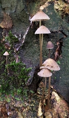 Mycena pseudocorticola