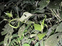 Ahaetulla farnsworthi