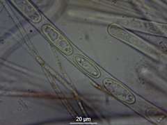 Sarcoscypha coccinea