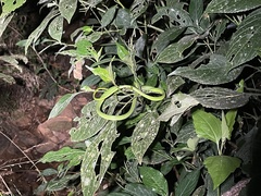 Ahaetulla farnsworthi