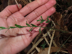 Genista pilosa