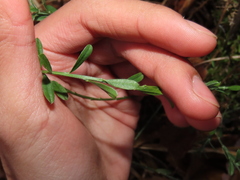 Genista pilosa