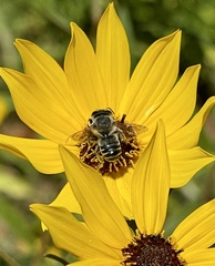 Megachile