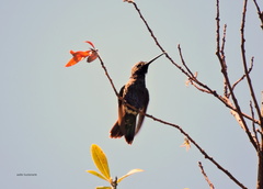 Heliomaster furcifer