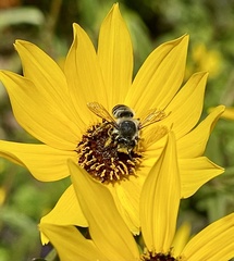 Megachile